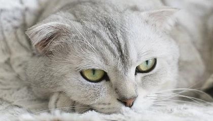 世界杯手机观看-罗斯：重返芝加哥？你得问公牛老板 未来谁知道呢？